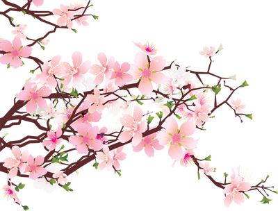 Image - Cherry-Blossom-Transparent-PNG.png | Animal Jam Clans Wiki