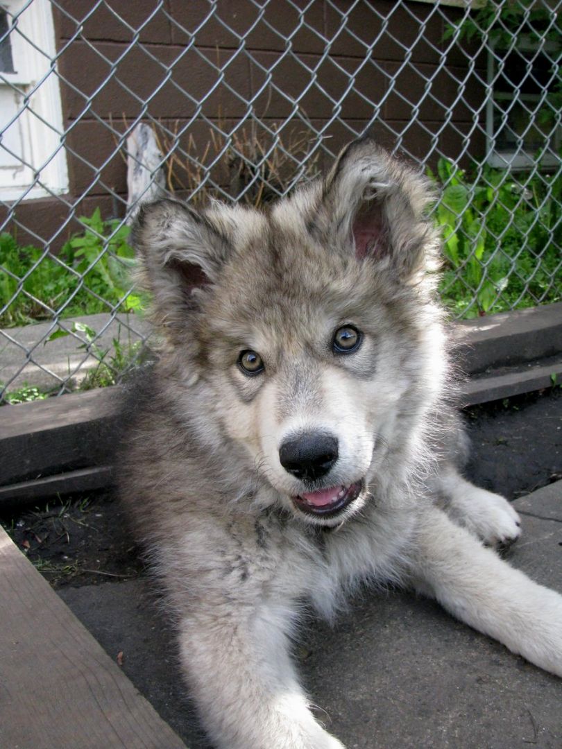 Image - Timberwolf-puppy.jpg | Animal Jam Clans Wiki | FANDOM powered ...