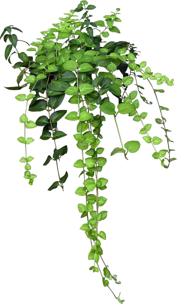 Image Ivy1477734779.png Animal Jam Clans Wiki FANDOM powered by