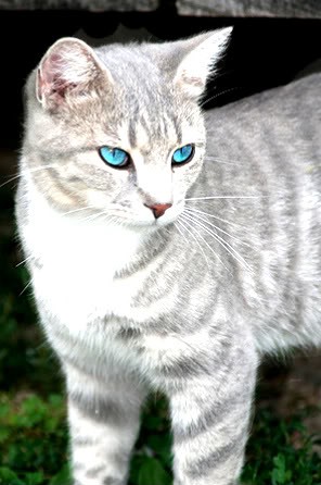 dark red tabby cat with blue eyes