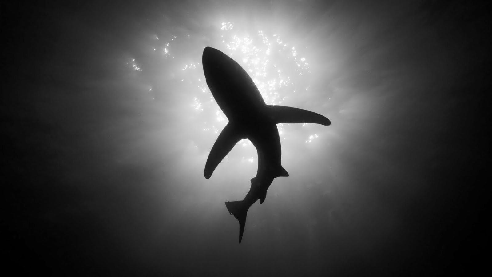 image black and white wallpaper of a shark hd animal background