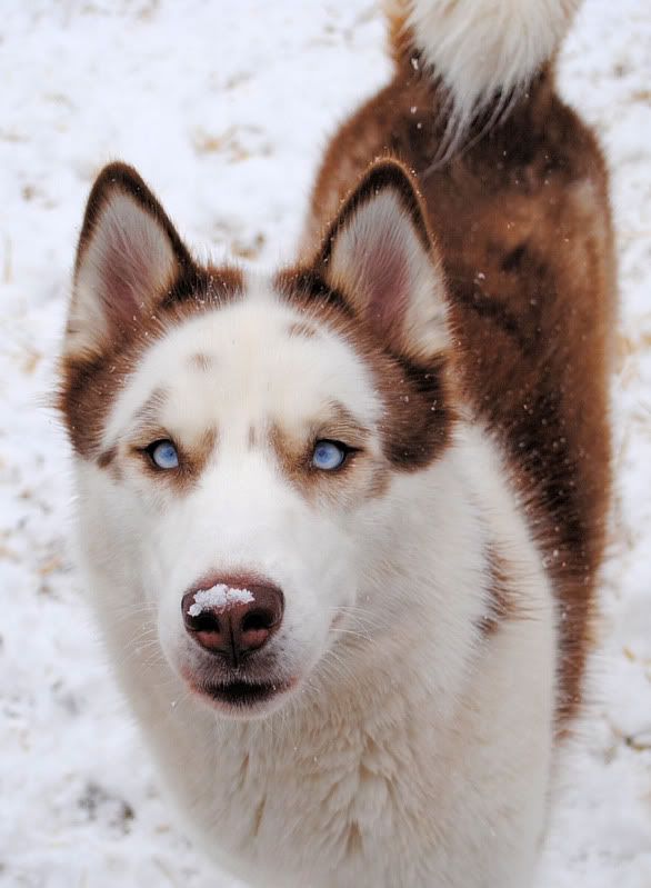 image 7240249069070e5575d67fd808064867 husky wolf mix red