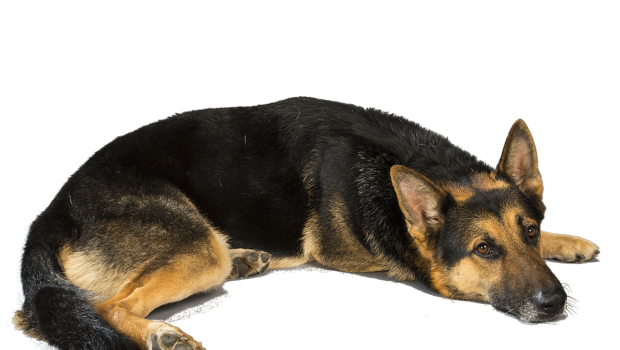 Image - Understanding-the-Advantages-of-Owning-a-Black-German-Shepherd