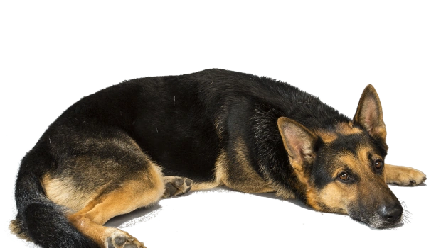 Image - Understanding-the-Advantages-of-Owning-a-Black-German-Shepherd