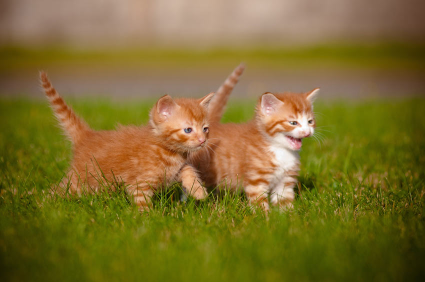 Image result for kittens outside