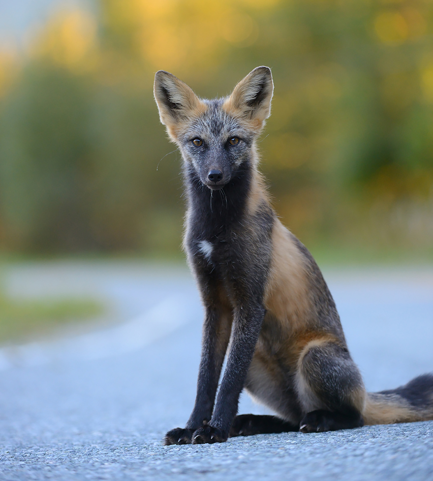 Image Fox Species Photography 7 1jpg Animal Jam Clans Wiki