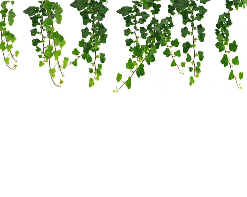 Image Hanging vines.png Animal Jam Clans Wiki FANDOM powered by Wikia