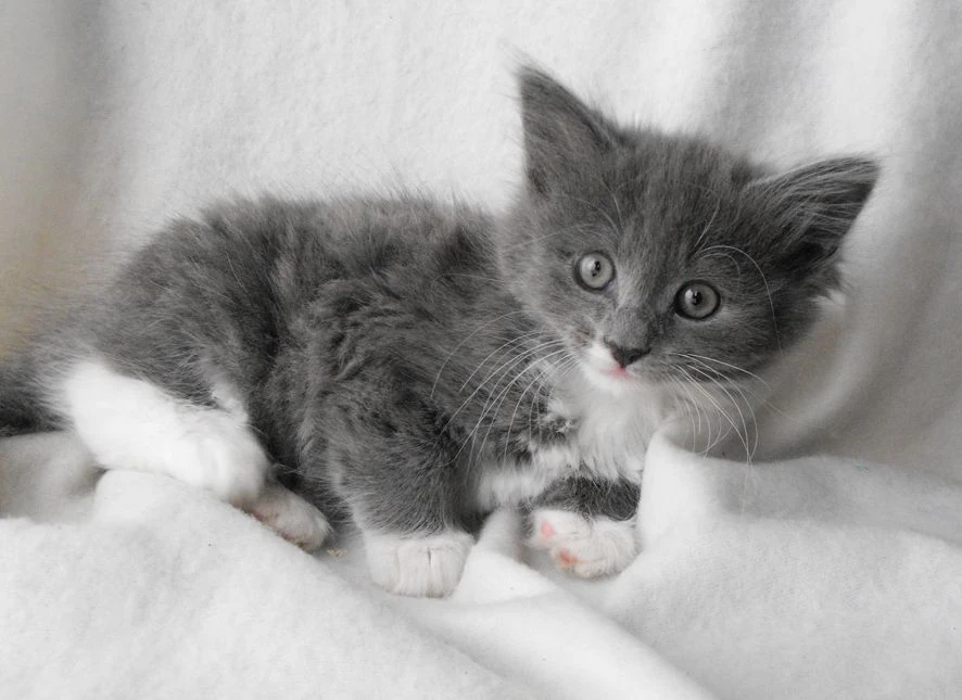 Image Beautifulfluffygreywhitekittens8wksold51aef197b7454.jpg