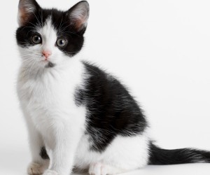 Image - Cute-kitten-black-and-white-hair-300x250.jpg | Animal Jam Clans ...