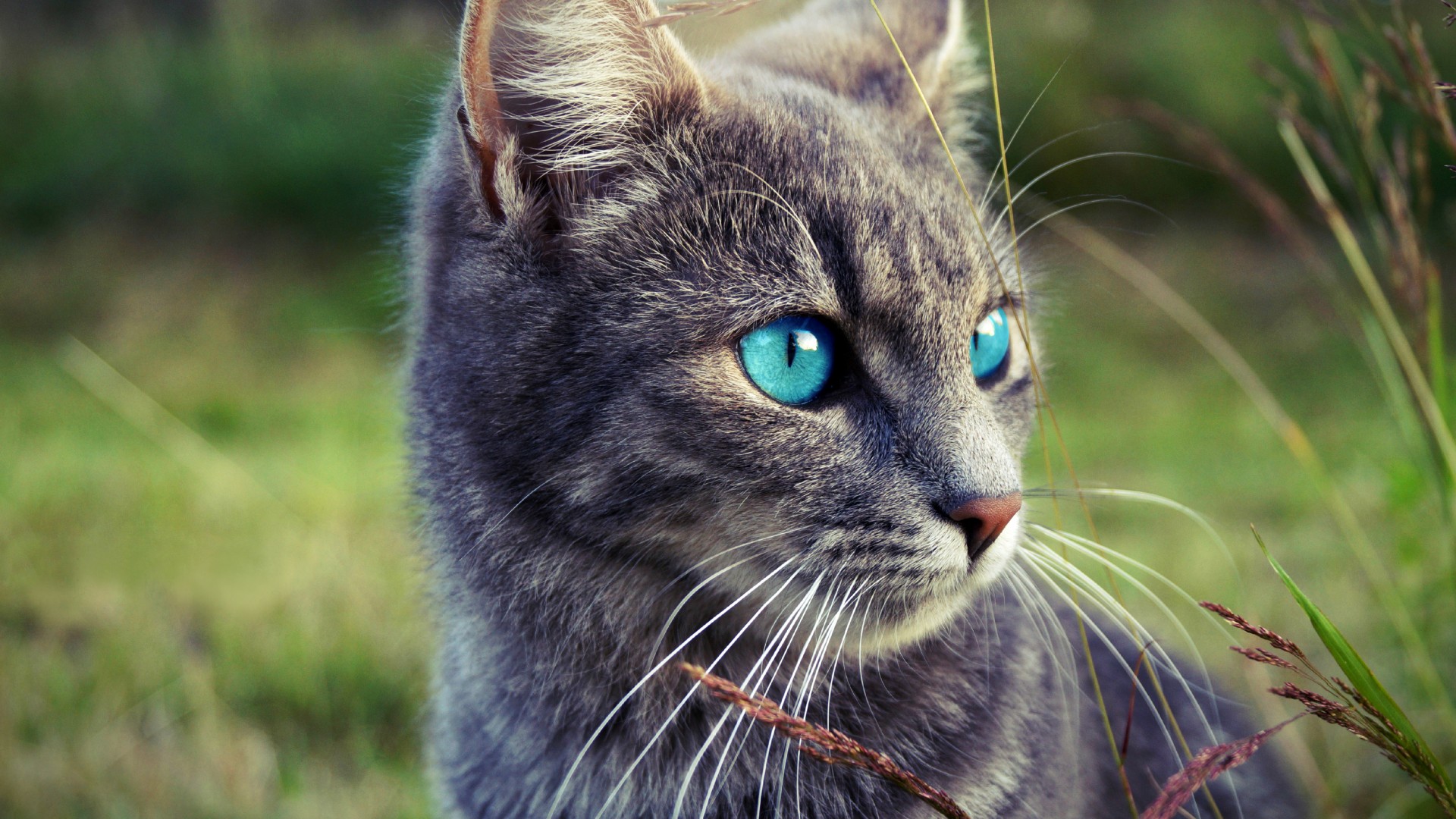 gray tabby cat blue green eyes