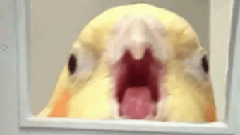 User Blog Atlanticpallets Birbclan Animal Groups Roleplay Wiki