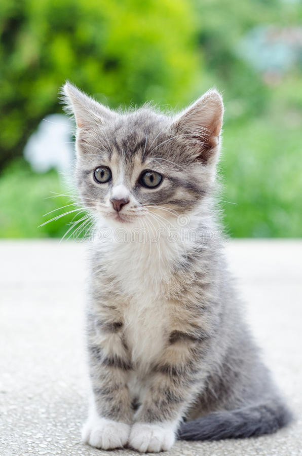 cute kitten tabby cat