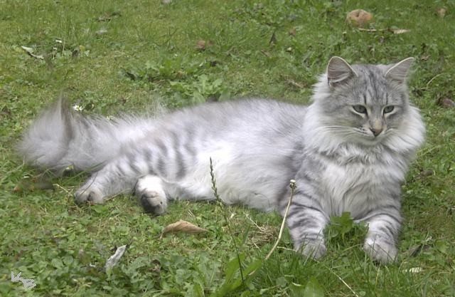 long haired silver tabby cat