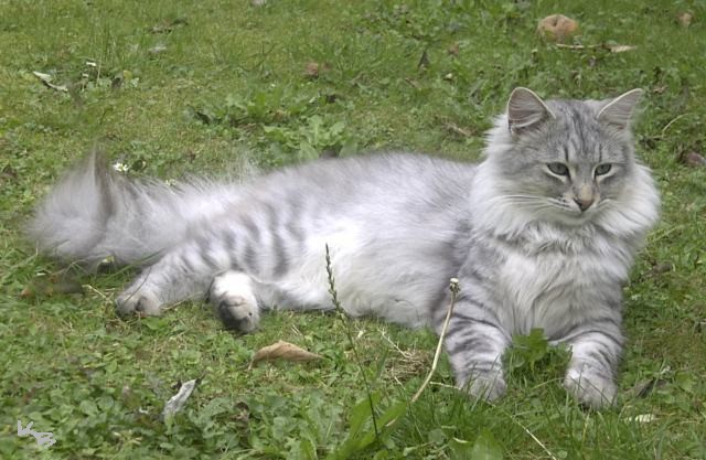 Dark Gray Female Cat With Blue Eyes Dark Gray Female Cat With Blue Eyes