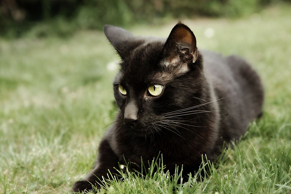 Image - Blac-cat-with-green-eyes-picturescats-olive-white-photographs ...