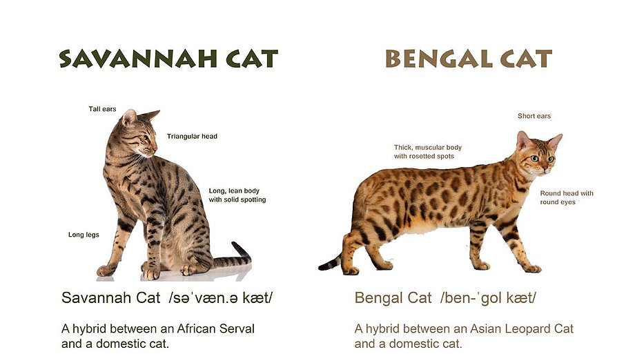 Размеры и вес кошек. Бенгальская кошка рост по месяцам. Размер бенгальской кошки ф 1. Бенгальская кошка вес 2 года. Бенгал рост и вес Бенгальская кошка.