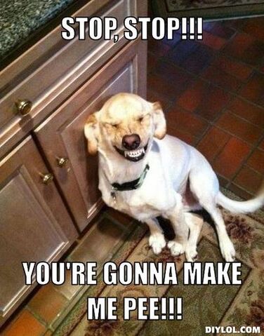 Image - Laughing-dog-meme-generator-stop-stop-you-re-gonna-make-me-pee ...