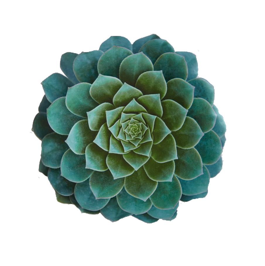 Image result for transparent cactus flower