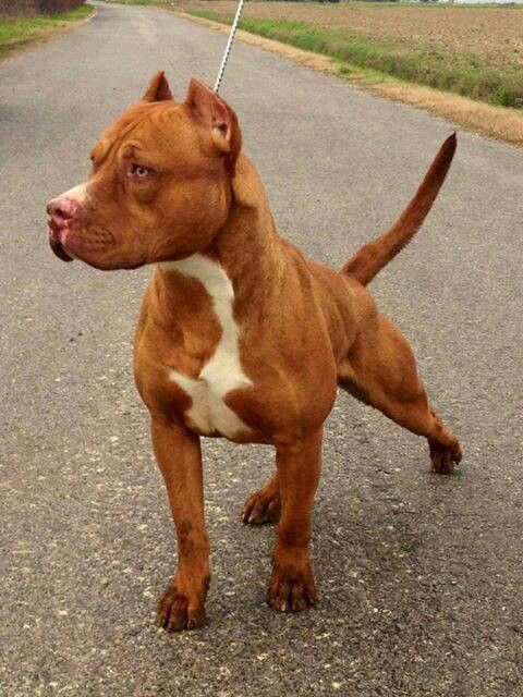 Image - Ef28db6bbaec2f9d0f705cc218219030--pitbull-red-nose-bully-breed