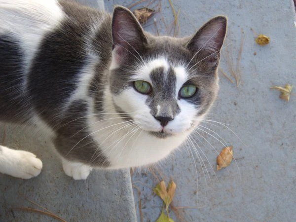 latest?cb=20171028202641