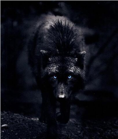 Image - Black Wolf with blue eyes.jpg | Animal Jam Clans Wiki | FANDOM ...