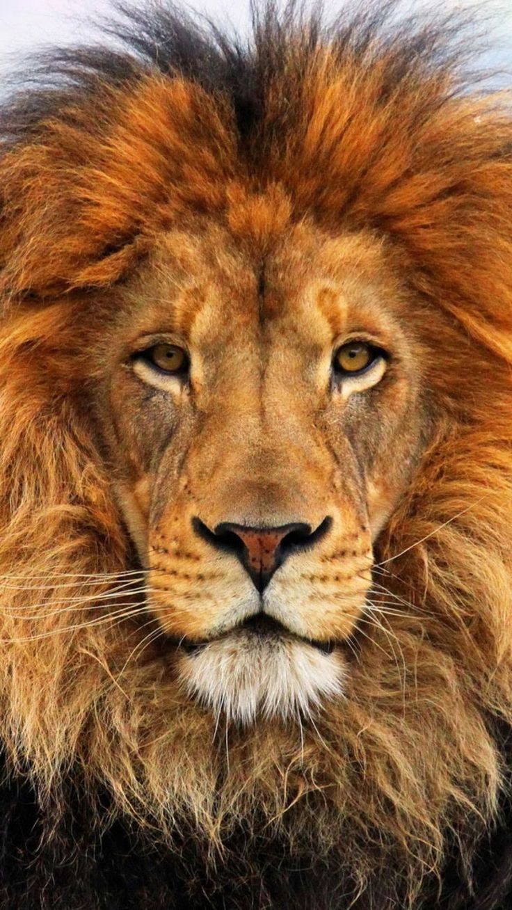 image lion 3 jpg animal jam clans wiki fandom powered by wikia