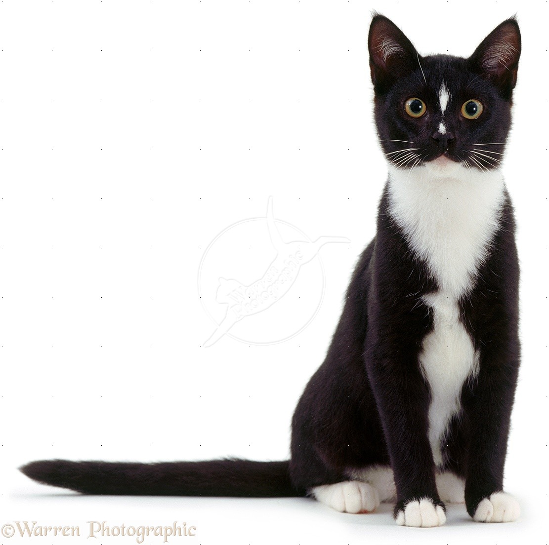 Warrior Cat Aj Wiki Warrior Cat Aj Wiki