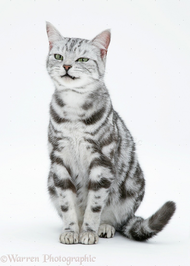 image 40471 silver tabby cat white background jpg animal jam