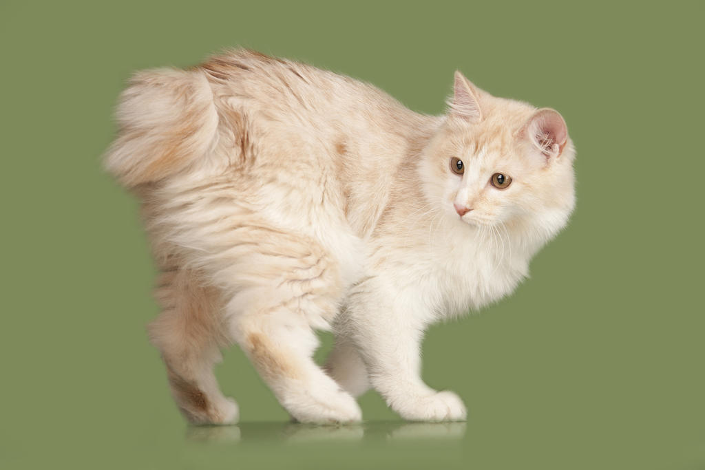View Topic What S The Warrior Cat Name Of The User Above You V