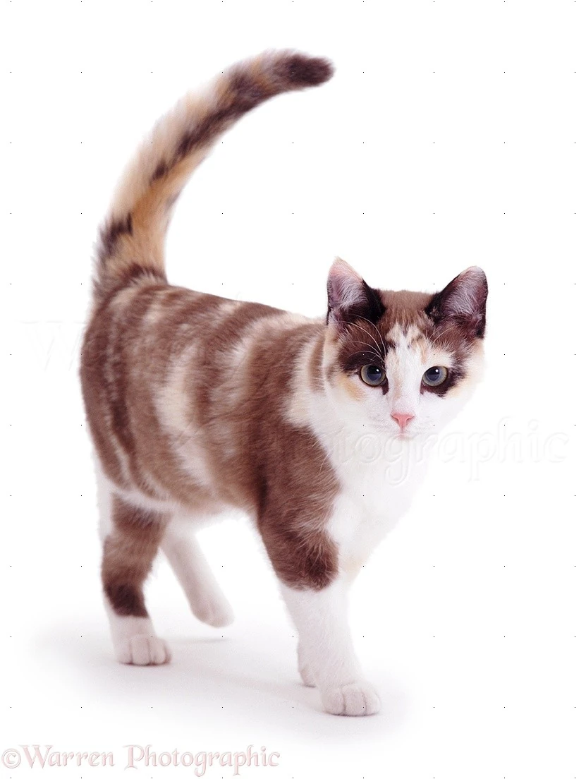 latest?cb=20170827204825