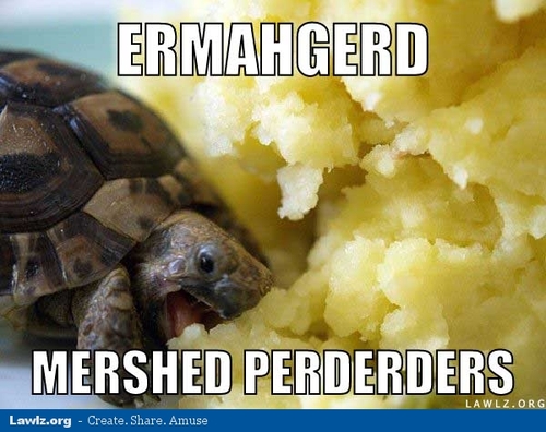 File:Turtle-meme-ermahgerd-mershed-perderders-eating-mashed-potatoes large.jpg