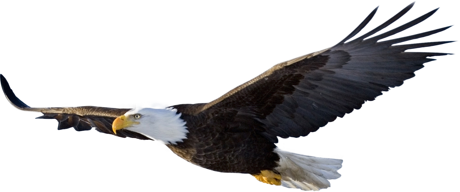 Image Bald Eagle PNG Filepng Animal Jam Clans Wiki FANDOM