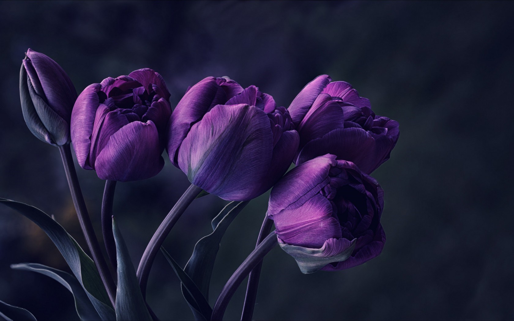 blue purple flower
