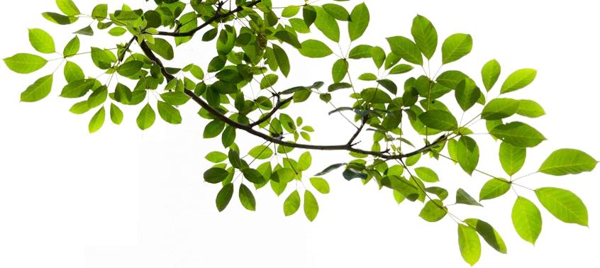 image tree branch transparent png png animal jam clans wiki
