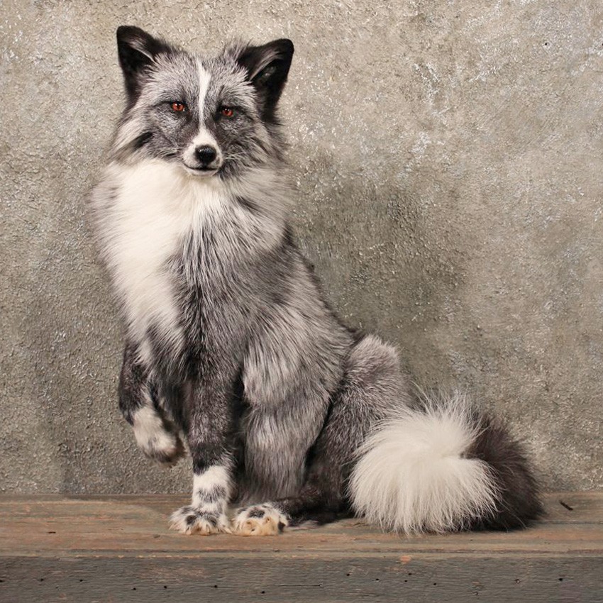 image 11102 xq silver whitemark marble fox taxidermy mount jpg