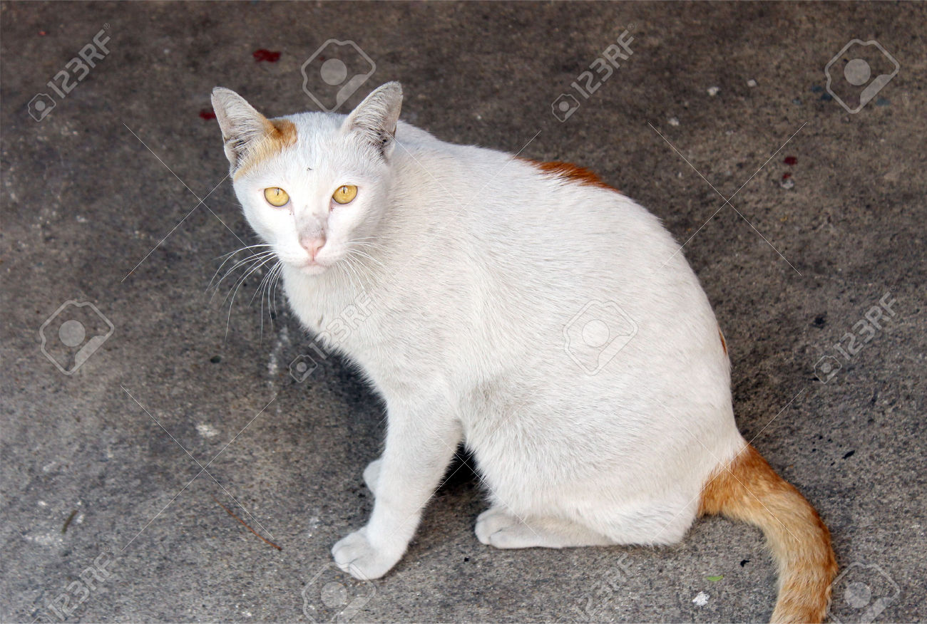 Image - 25589810-White-cat-with-brown-tail-Stock-Photo.jpg | Animal Jam