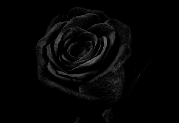 Image Img What Does A Black Rose Mean Symbolic Meaning Of Flowers File Img What Does A Black Rose Mean Symbolic Meaning Of Flowers 12322 600