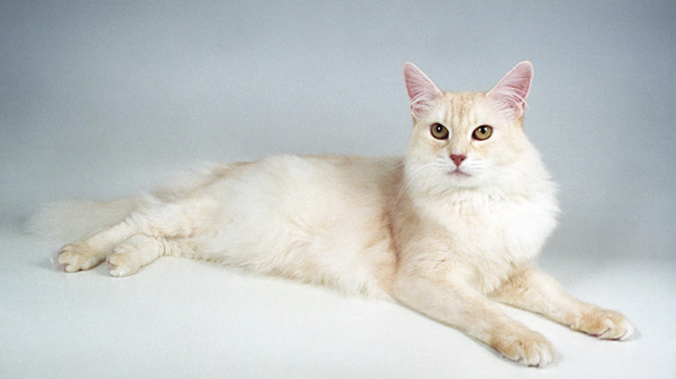 Ginger