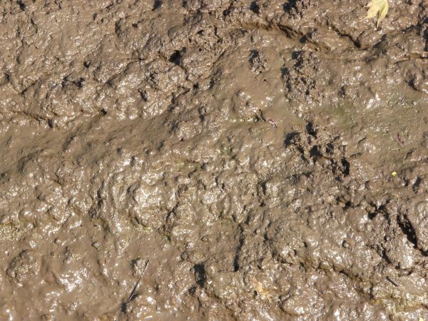 Image result for mud