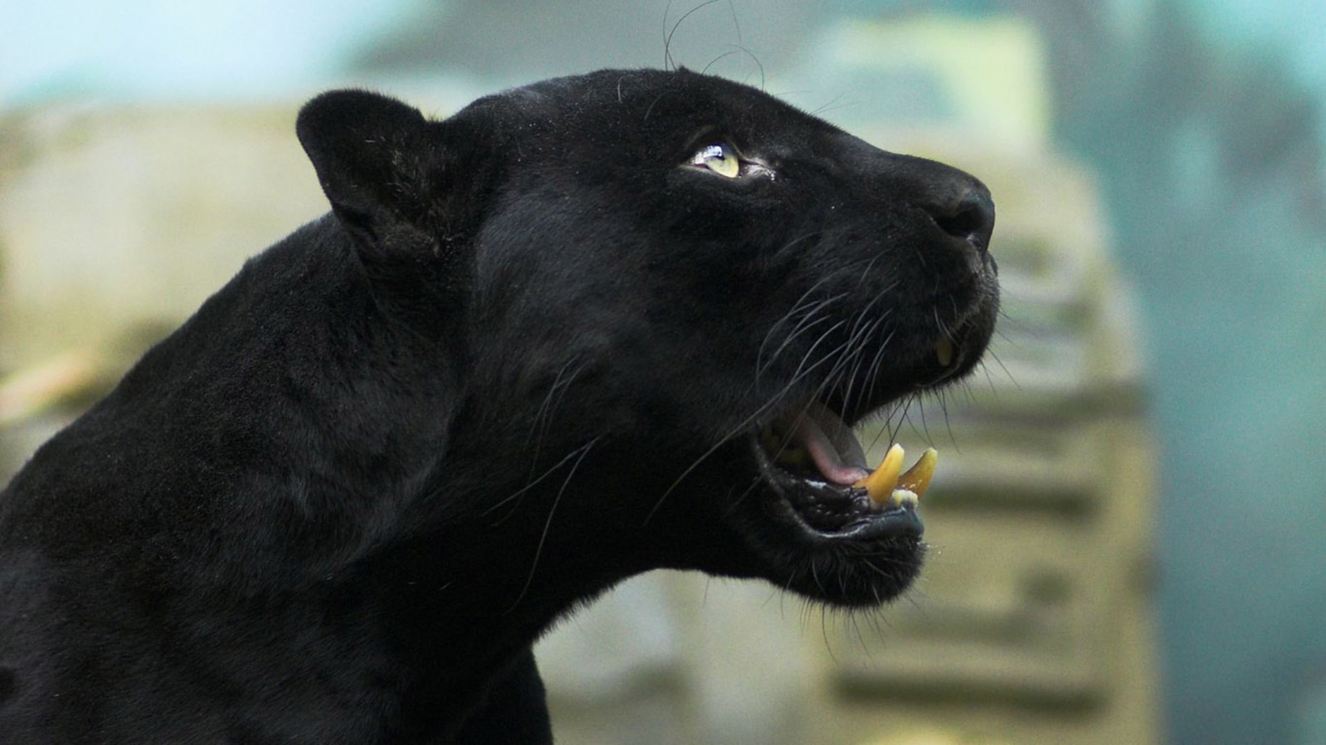 image black jaguar roar jpg animal jam clans wiki fandom