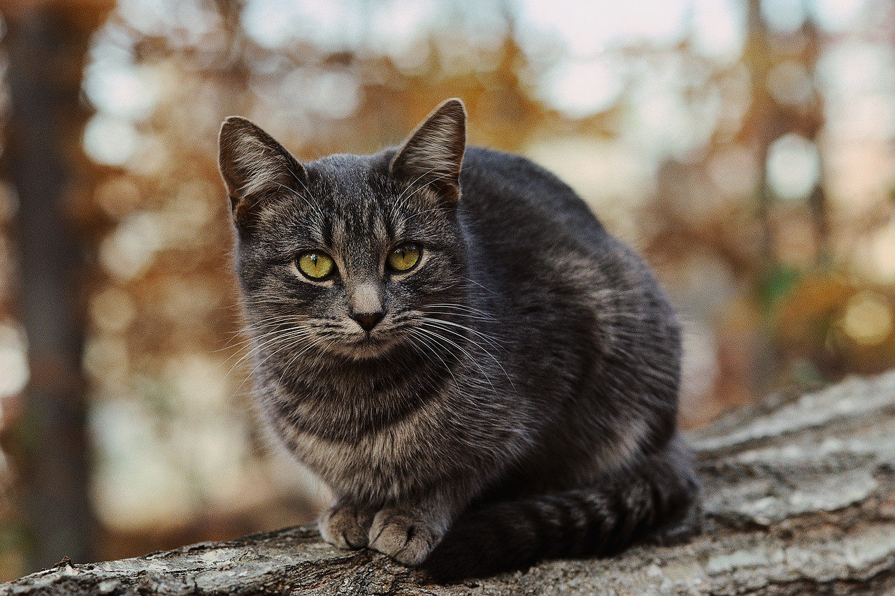 dark grey tabby cat