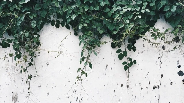 Image result for plant tumblr