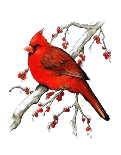 Image - Winter-cardinal-watercolor-and-ink-painting-by-luthienshadows ...