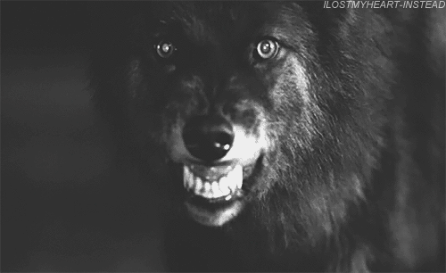 animal jam arctic wolf breathing gif