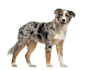 Image - Australian-shepherd-labrador-mix-dog.jpg | Animal Jam ...
