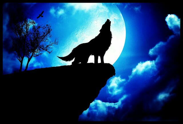 Image - Blue-wolf-wallpaper-005.jpg | Animal Jam Clans ...