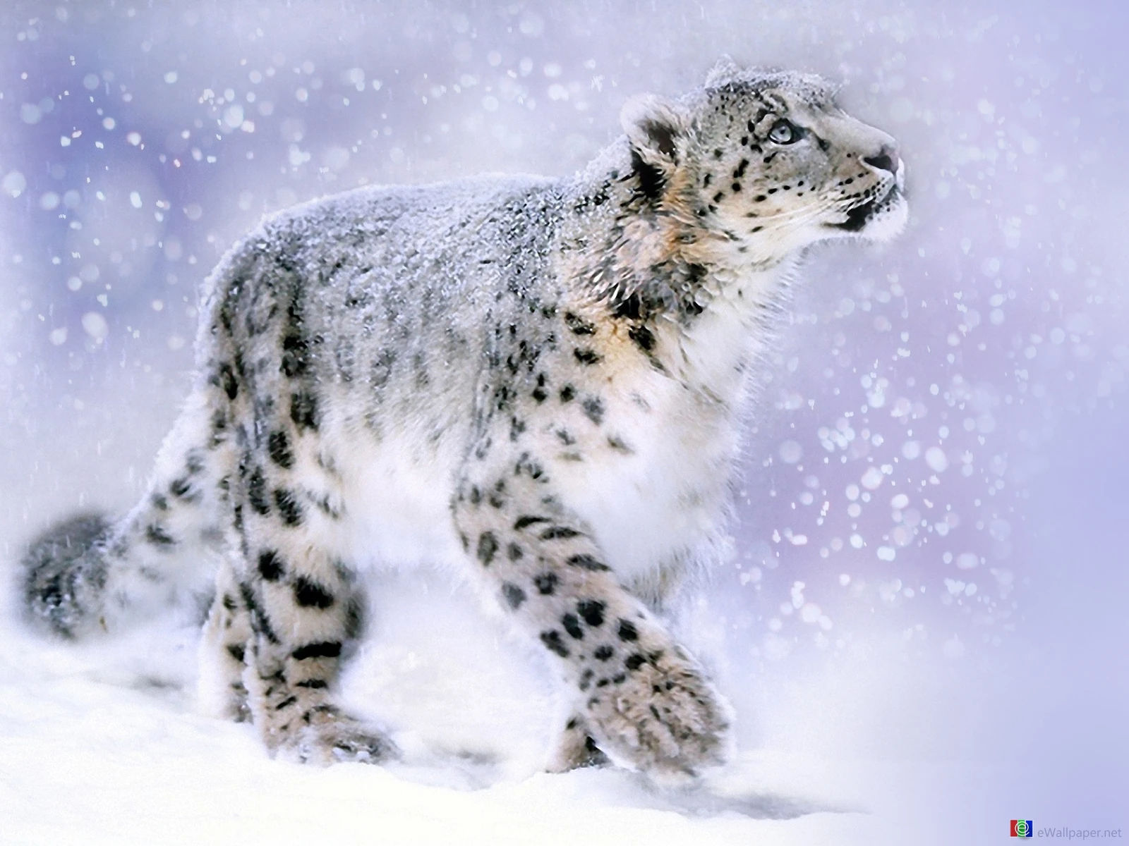 Image SnowLeopardWallpaper.jpg Animal Jam Clans Wiki FANDOM