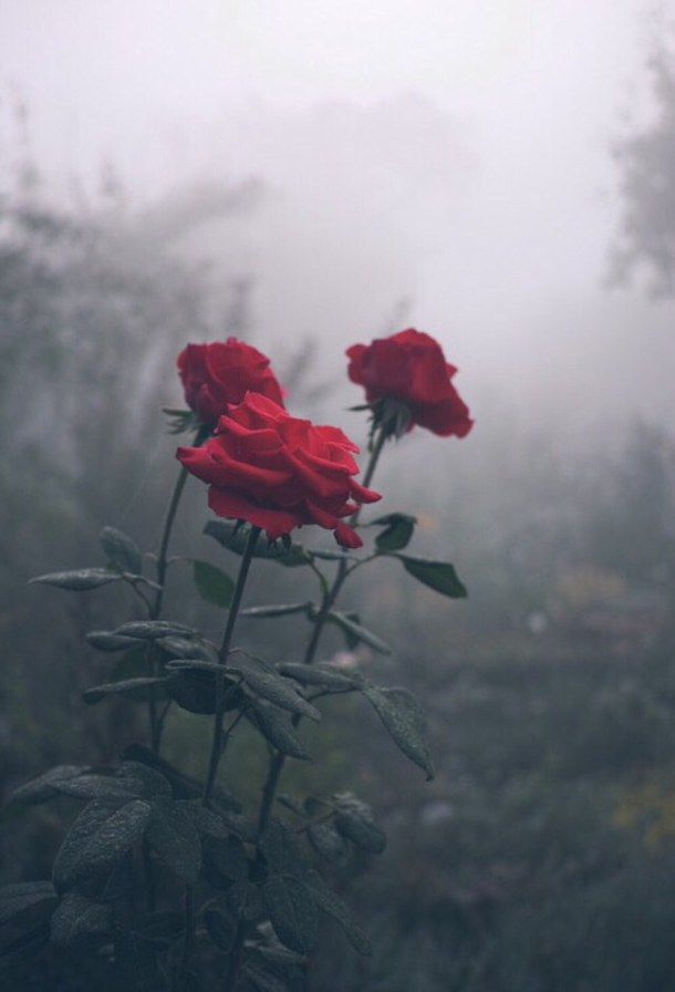 image 9c89bc967262ebbbd9c8149d3c6a2406 indie photography nature