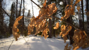 Dried oak leaves