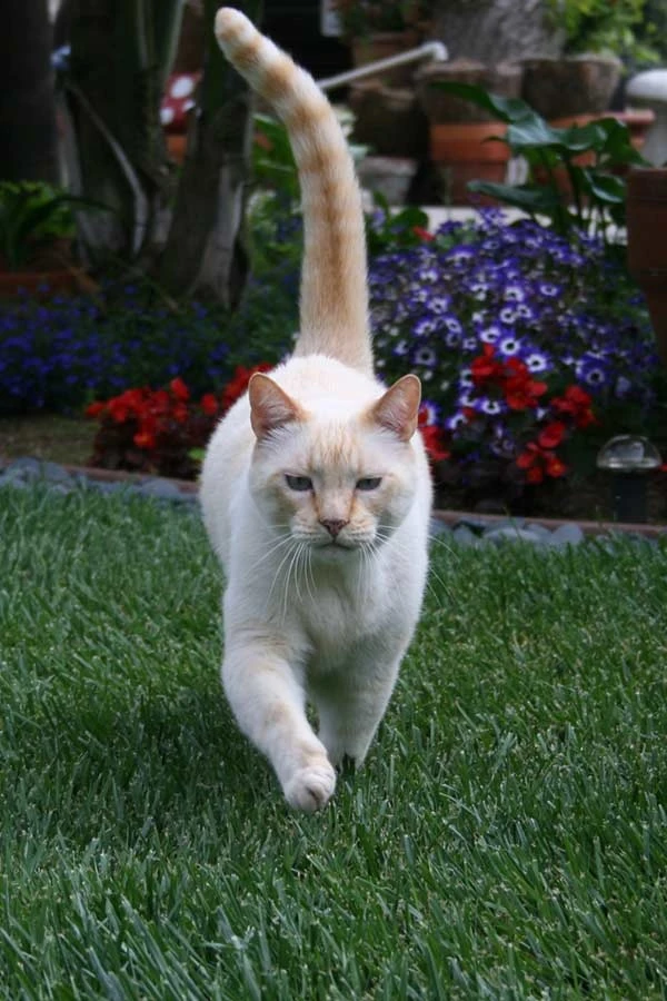 Image FlamePointSiamese3.jpg Animal Jam Clans Wiki FANDOM powered by Wikia